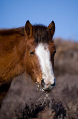 Obraz premium New Forest Pony