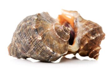 live conch on white background
