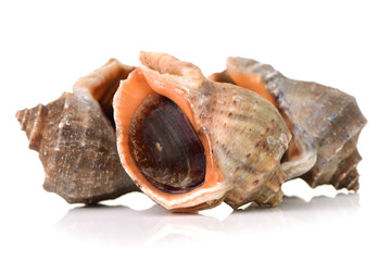live conch on white background