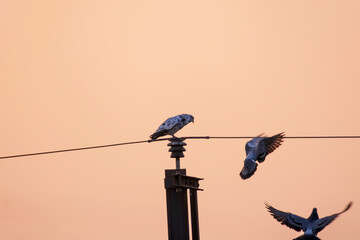 pigeon sitting and resting