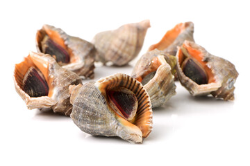 live conch on white background