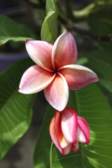 pink frangipani flower