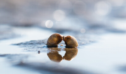 Shell - Muscheln © Patrick Niebergall