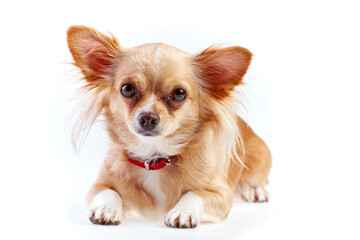 Chihuahua puppy isolated on white. Chihuahua dog