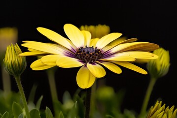 Close up of a beautiful flower in the garden in spring making macro photography