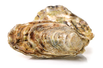 Fresh opened oyster on white background