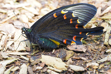 カラスアゲハ ミヤマカラスアゲハ　Chinese peacock Papilio dehaanii