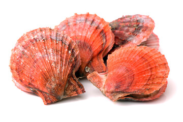 Raw scallop on white background 