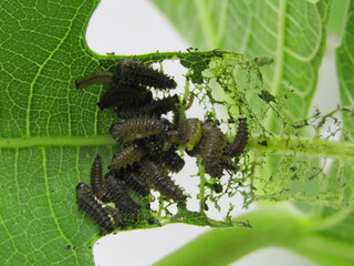 Caterpillars eating and damaging green leaves, isolated on white background. This image captures...