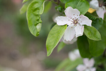 Apple blossoms - a twig with delicate flowers