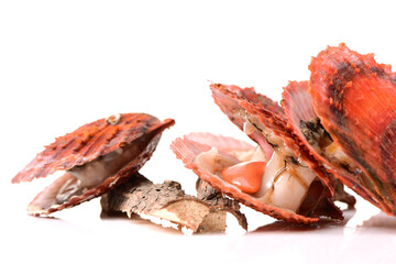 Raw scallop on white background 