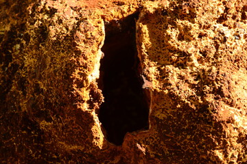 Birch tree outgrowth rough texture fracture seamless abstract organic