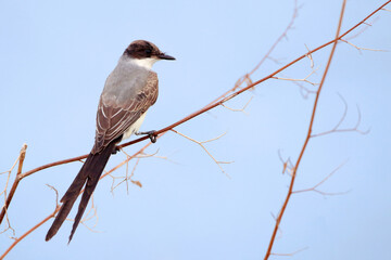 Fork-tailed Flycatcher (Tyrannus savana) perched on a scribble