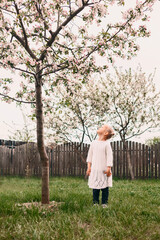 Little girl in a white dress looks at a blossoming apple tree. Little baby and tall apple tree in the spring garden.The child admires the flowers on the tree