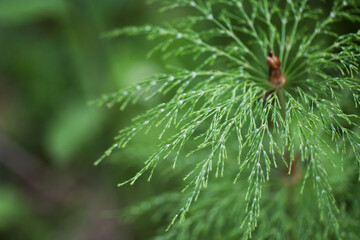 green twig leaves of horsetail 