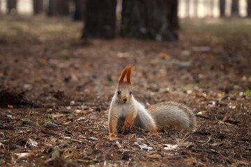 Cute red squirrel on ground in forest