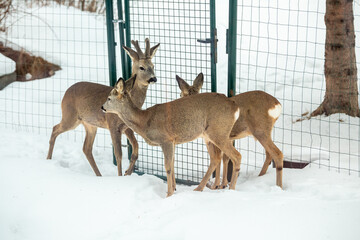 Obraz premium Roe deer, capreolus. Wild animals in backyard of house in winter.