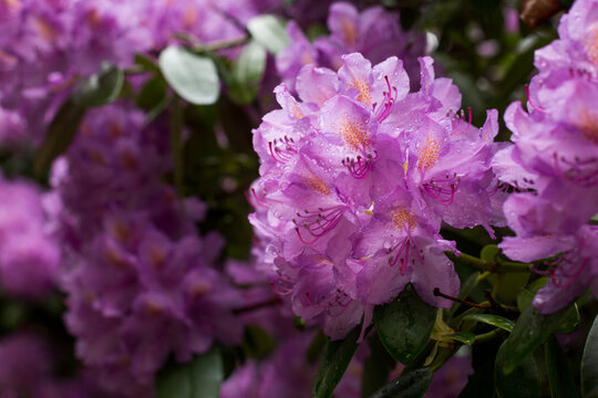 Pink rhododendron - a beautiful spring flower 