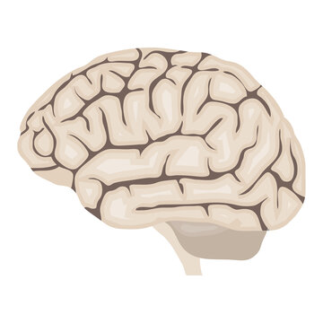 Human brain. realistic human brain isolated on white background. Vector, cartoon illustration. Vector.