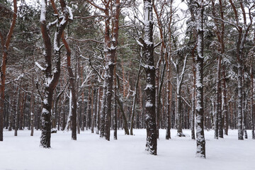 Picturesque view of beautiful forest covered with snow