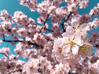 Branches of almond blossoms with a blue sky background on a sunny day