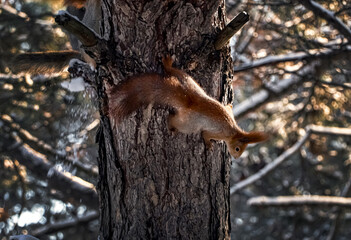 Cute squirrel on pine tree in winter forest