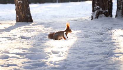 Cute squirrel on snow outdoors. Winter season