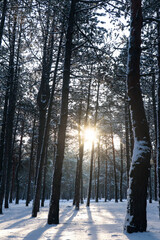 Picturesque view of snowy pine forest in winter morning