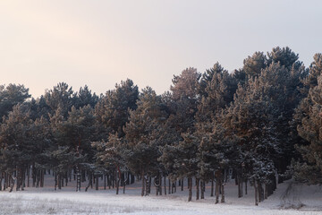 Beautiful view of snowy conifer forest on winter morning