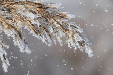 Dry plant covered with hoarfrost outdoors on winter morning, closeup