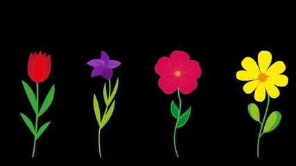 Flowers growth animation concept. Beautiful colorful flowers like Daisies and Tulips grows motion animation with Alpha channel. Flowers growing from the ground up and swaying in the wind.
