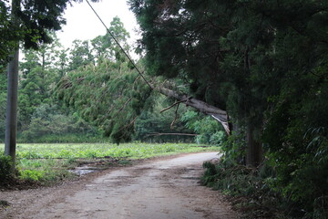 台風の爪痕
