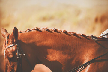 The braided mane of a sorrel horse, which has closed its eyes and bowed its head, and on which the...