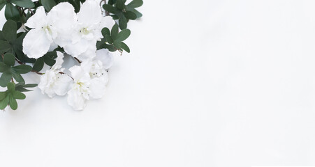 White flowers on white background.  Space fot text.