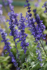 lavender flowers close up