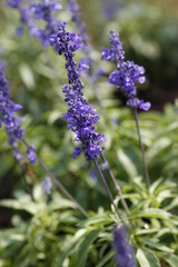 close up of lavender