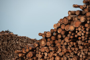 Background of cut wood logs stacked in a pile. wood for the production of chipboard