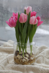 Beautiful tulip flowers with bulbs on plaid near window