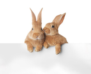 Obraz premium Cute bunnies isolated on white. Easter symbol