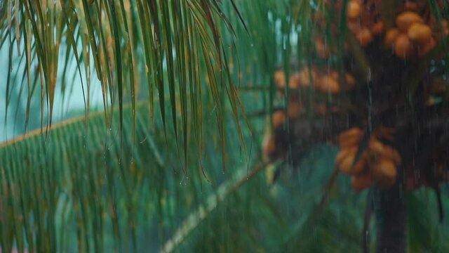 slow motion of rain falling on coconut tree or palm in rainforest at indonesia