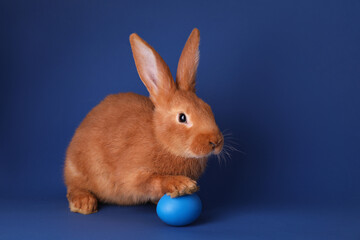 Cute bunny and Easter egg on blue background, space for text