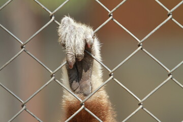 Hand gibbons in the zoo 