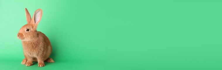 Cute bunny on green background, space for text. Easter symbol