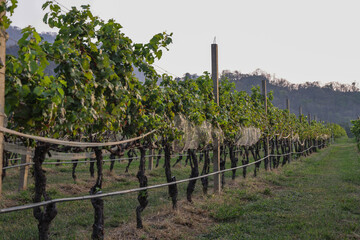 Fototapeta na wymiar Vineyard with rows of grape vines and mountain in the background