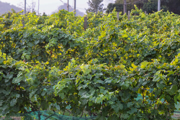 Grape vines in vineyard with no grapes