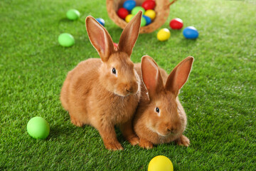 Cute bunnies and Easter eggs on green grass