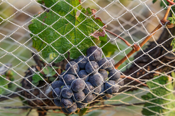 Vineyard with rows of grape vines and mountain in the background