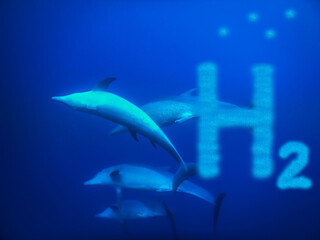 hydrogen h2 letters and spinner dolphins in water