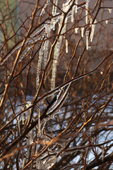 Icicles formed on the bush during the winter's thaw