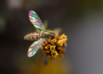 Extreme close up of hoverfly on flower with dark background